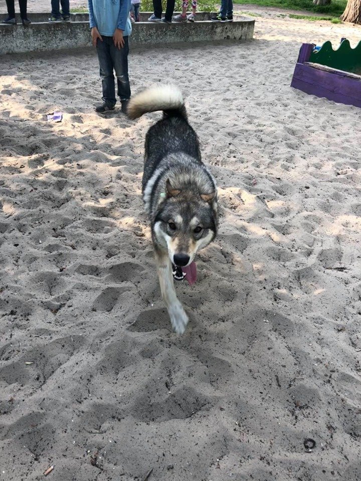 Не бросайте животных