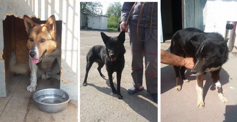 Хозяева, найдитесь