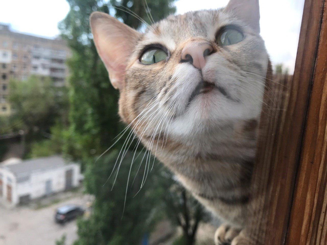 Плюша хочет домой