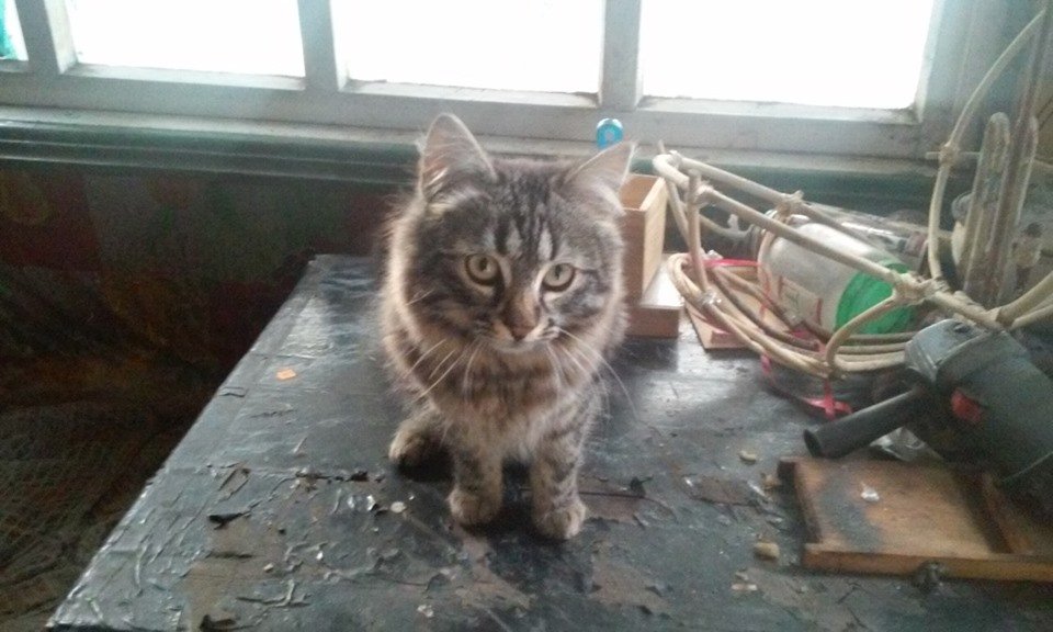 Котик хочет домой