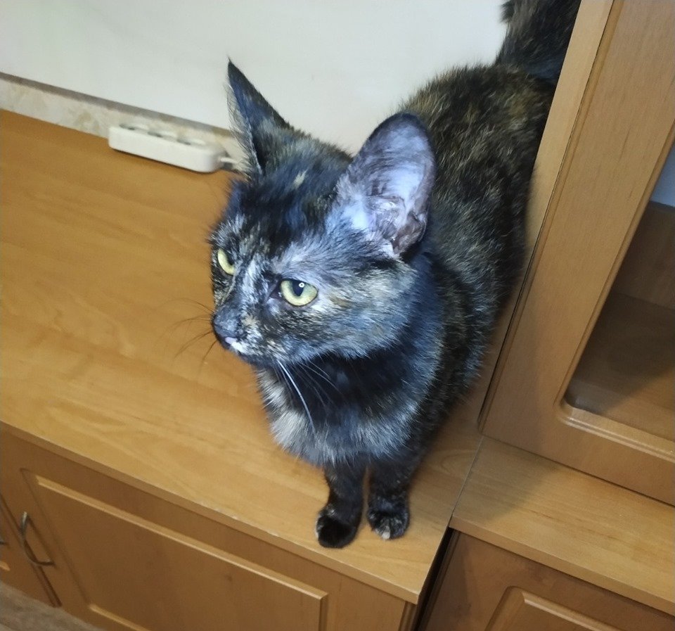 Готова найтись