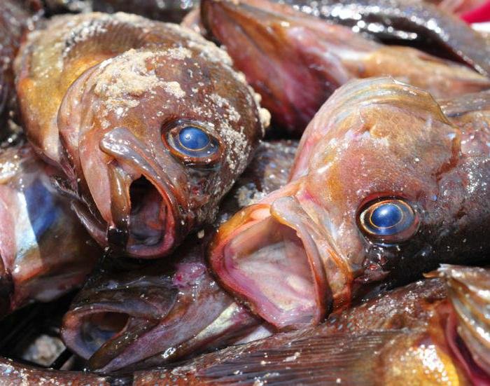 Мифы о ботулизме Мифы о ботулизме