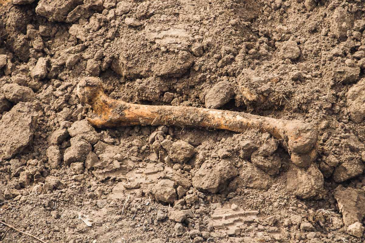 Сколько времени кости пролежали в земле предстоит выяснить