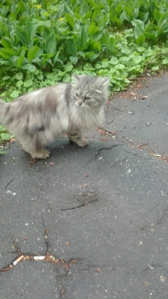 Котейка потерялся Котейка потерялся