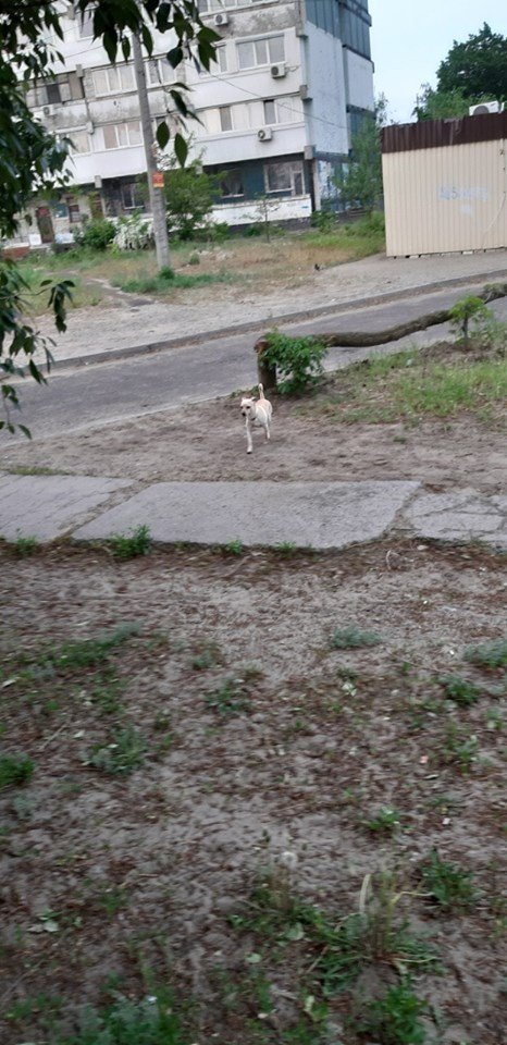 Хозяева, найдитесь Хозяева, найдитесь