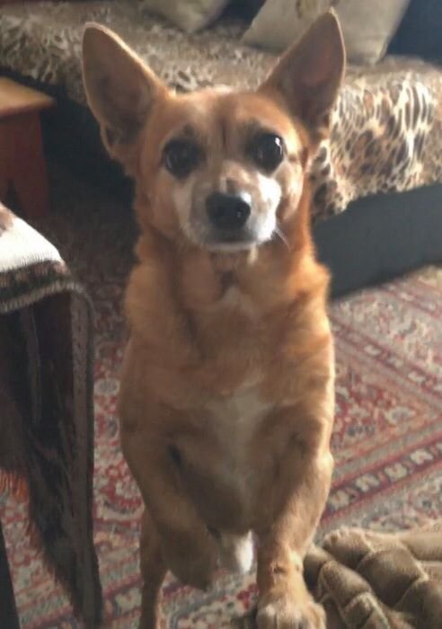 Потерялся Чип Потерялся Чип