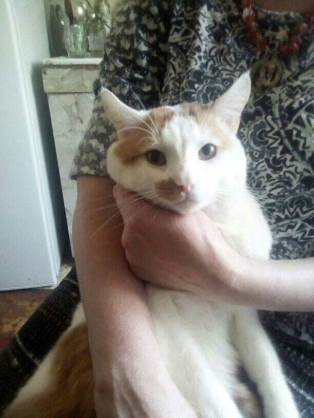 Рыжик хочет домой Рыжик хочет домой