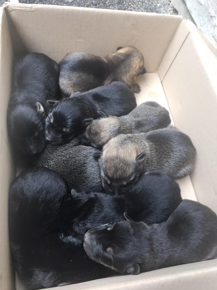 В Днепре под дом на улице Радистов выбросили 9 новорожденных щенков в коробке В Днепре под дом на улице Радистов выбросили 9 новорожденных щенков в коробке
