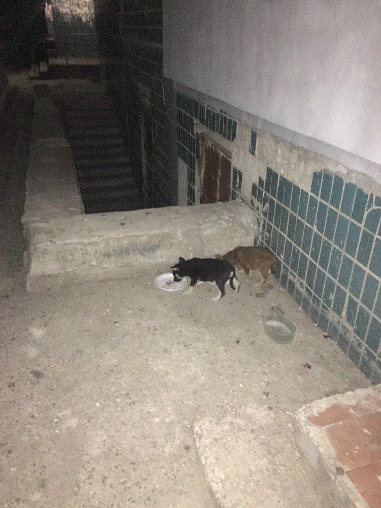 Приблизительно в это же время на Джузеппе Гарибальди, 2, под дом подкинули 5 щенков Приблизительно в это же время на Джузеппе Гарибальди, 2, под дом подкинули 5 щенков