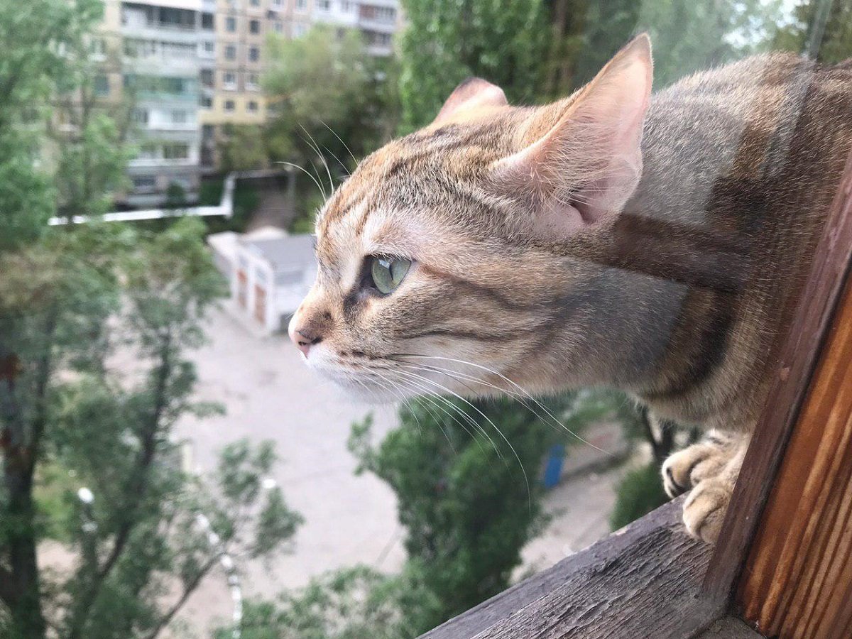 Плюш решила путешествовать без разрешения мамы Плюш решила путешествовать без разрешения мамы