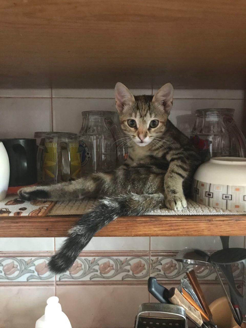 Пушистая проказница Пушистая проказница