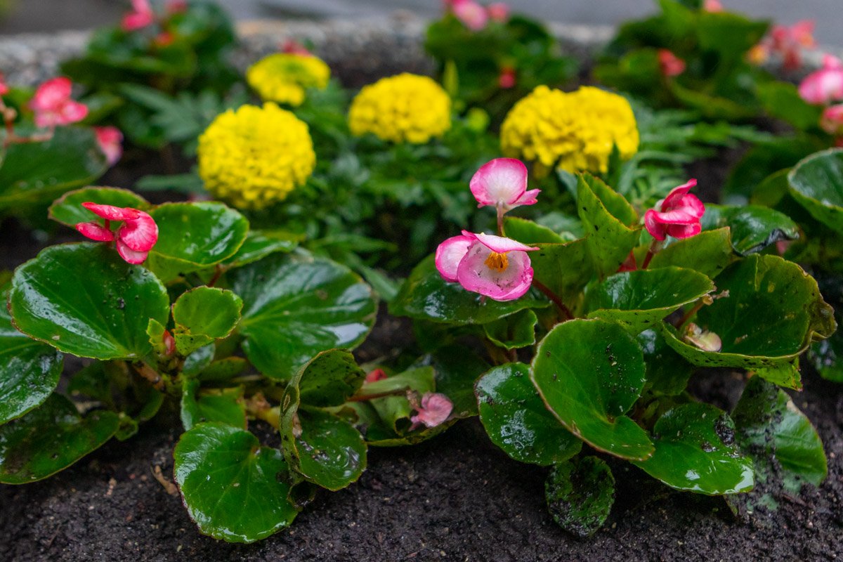 Пожалуй, дождю рады только растения Пожалуй, дождю рады только растения