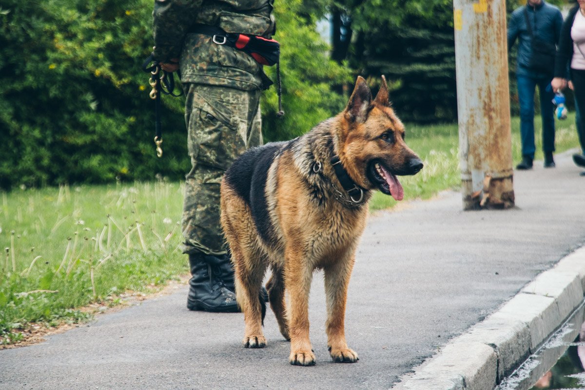 Работали кинологи и собаньки