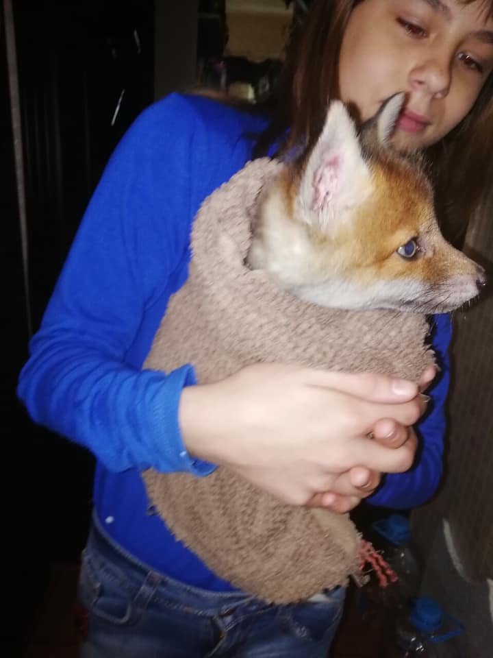 В Днепре волонтеры спасли лисенка В Днепре волонтеры спасли лисенка