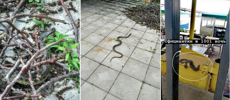Днепр кишит змеями 2