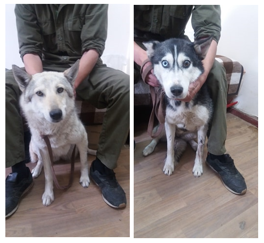 Детеныши хотят домой Детеныши хотят домой