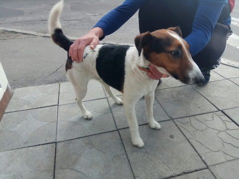 Помогите найти хозяев Помогите найти хозяев