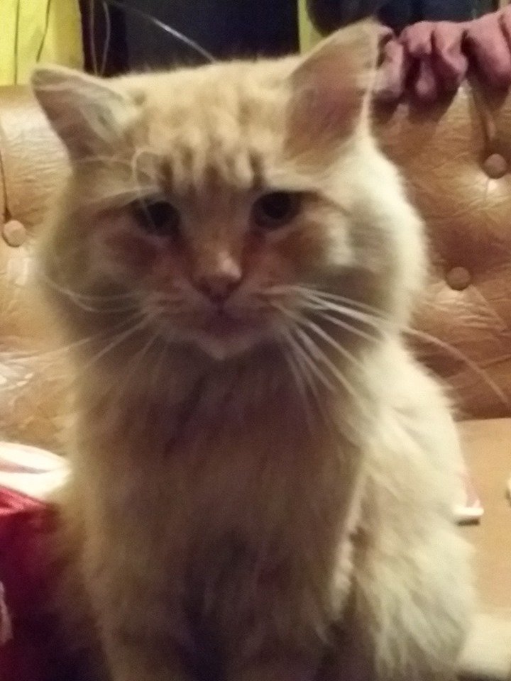 Хочет домой Хочет домой