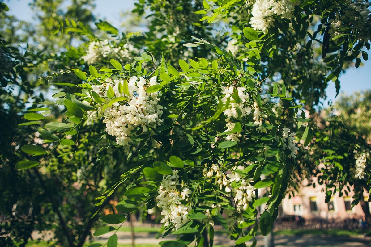 А кто в детстве ел акацию? А кто в детстве ел акацию?