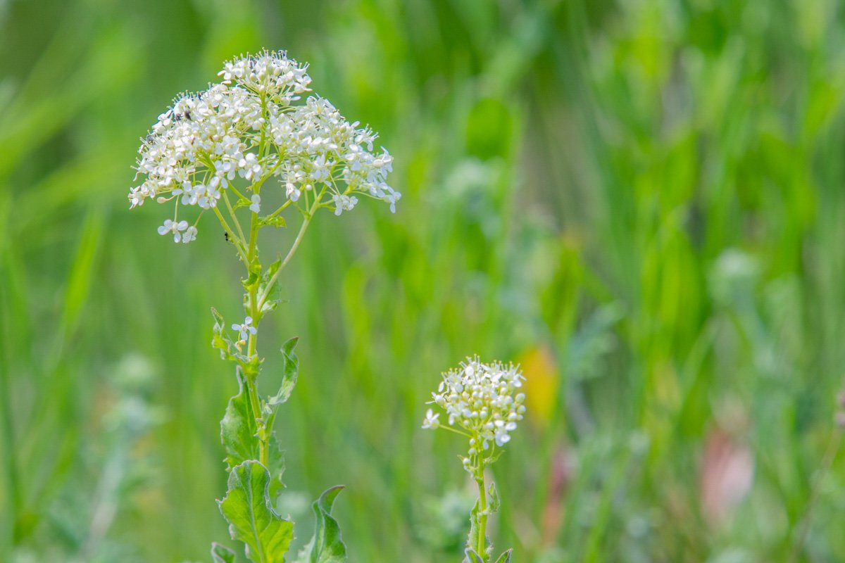 Выходите гулять Выходите гулять