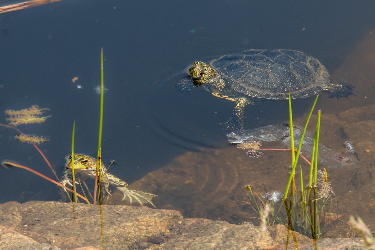 Живая природа рядом Живая природа рядом