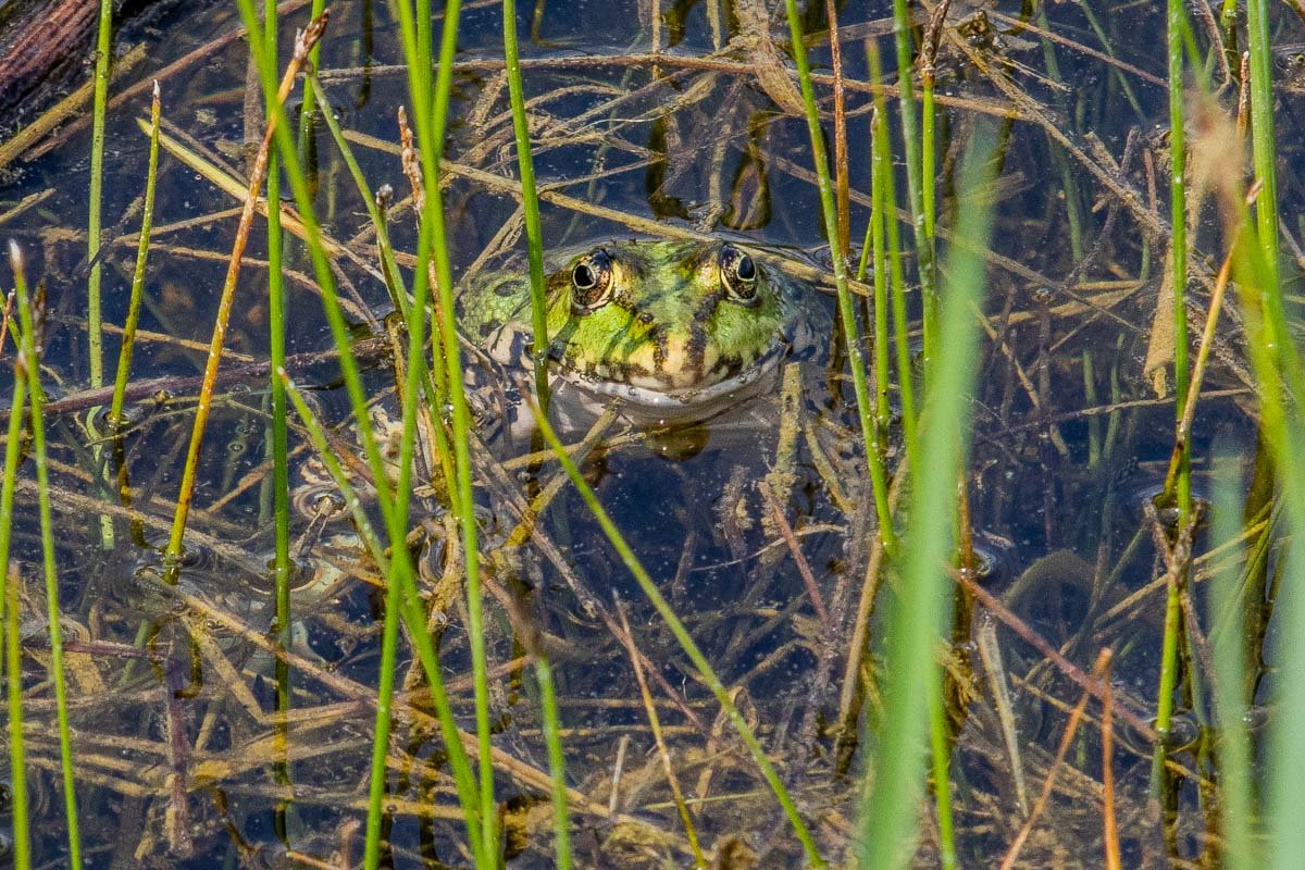 Природа ждет Природа ждет