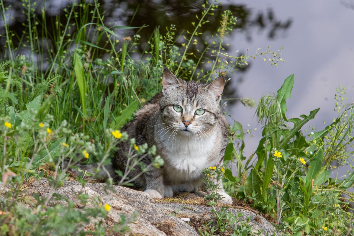 Сторож полей Сторож полей