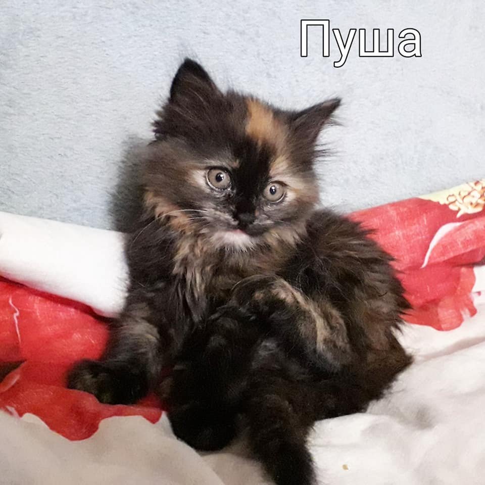 Милая Пуша