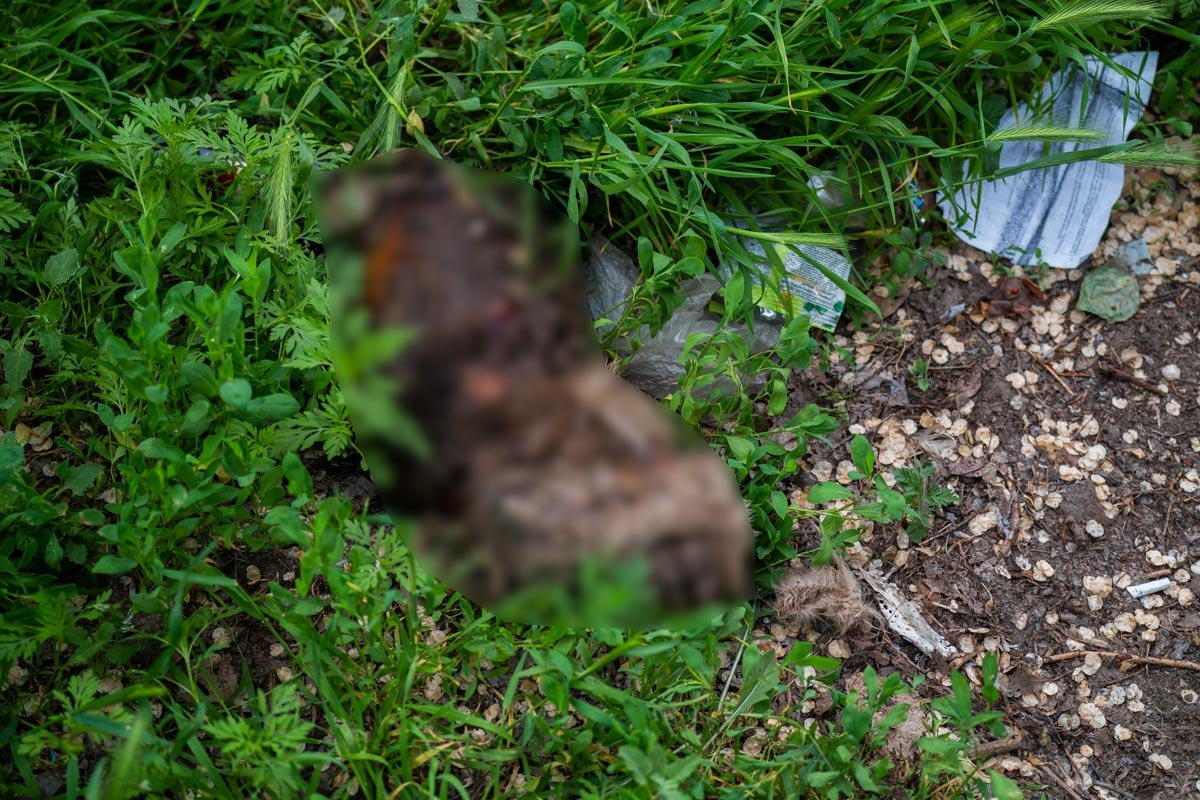 В марте также находили кота без лап В марте также находили кота без лап