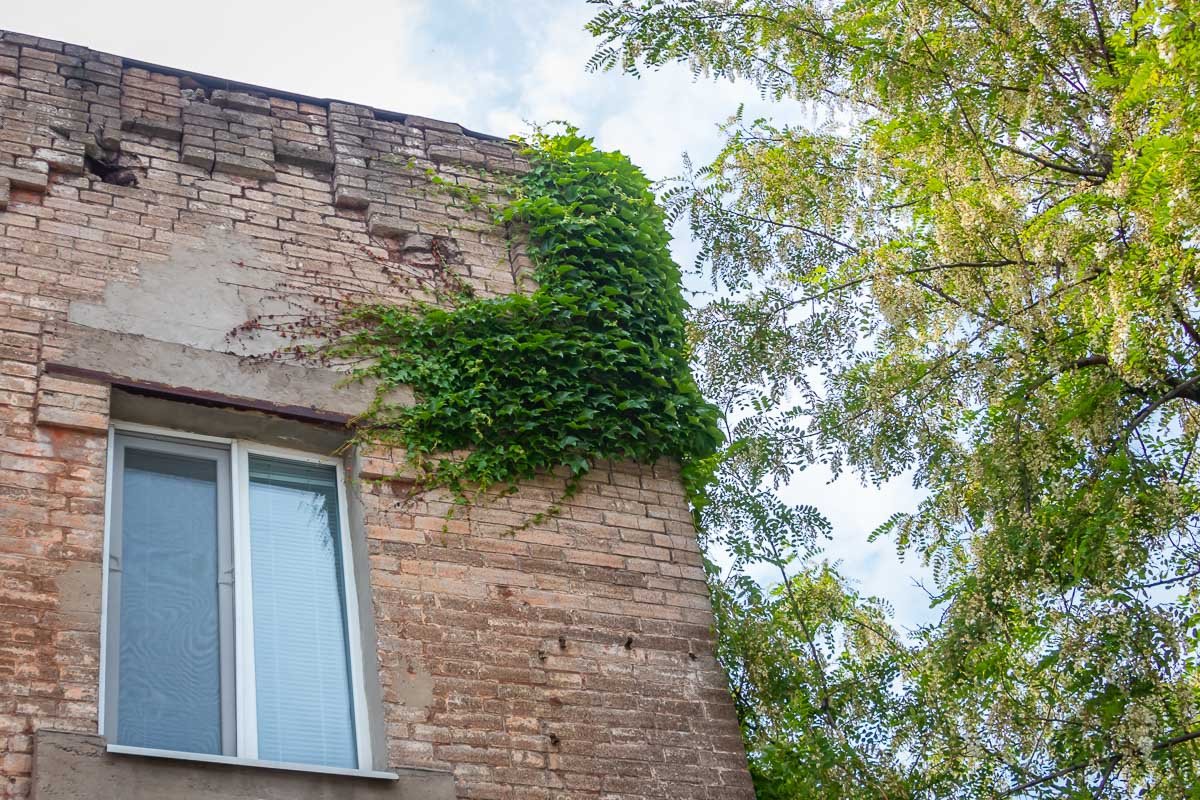 Природа побеждает Природа побеждает