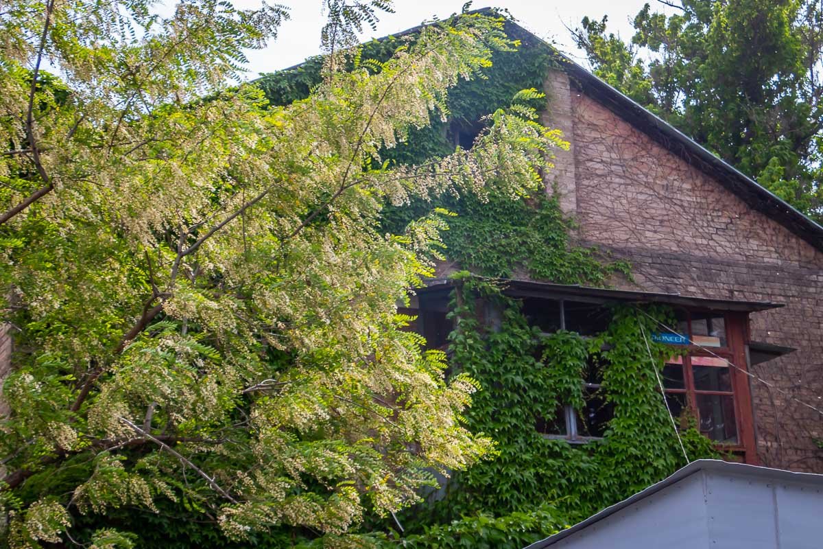 Весна поглощает город Весна поглощает город