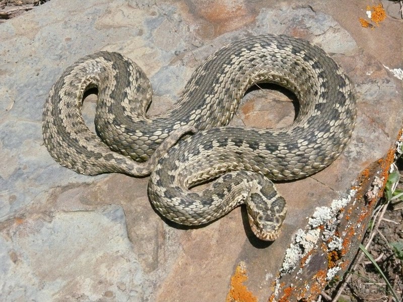Как различать гадюк и ужей и почему нельзя убивать змей в Днепре 1