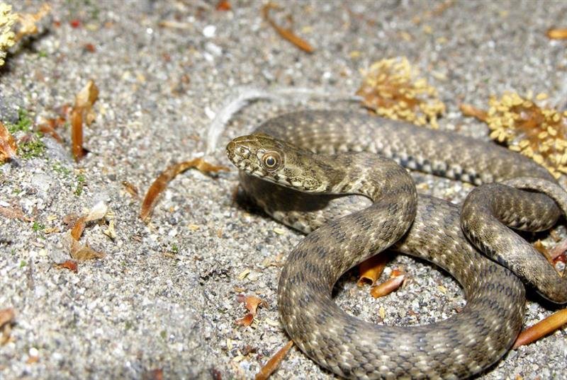 Как различать гадюк и ужей и почему нельзя убивать змей в Днепре 3