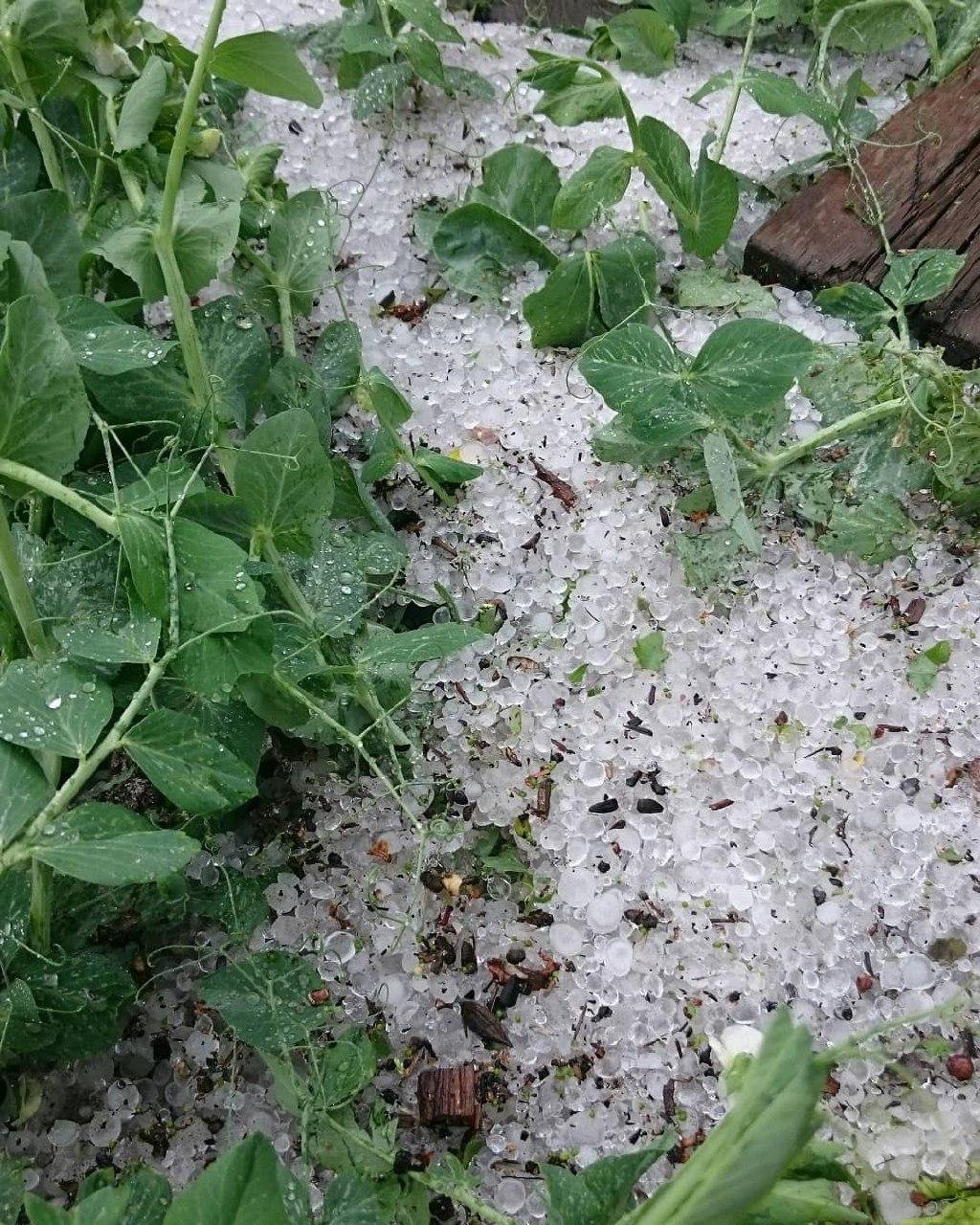 Урожай потерпает Урожай потерпает