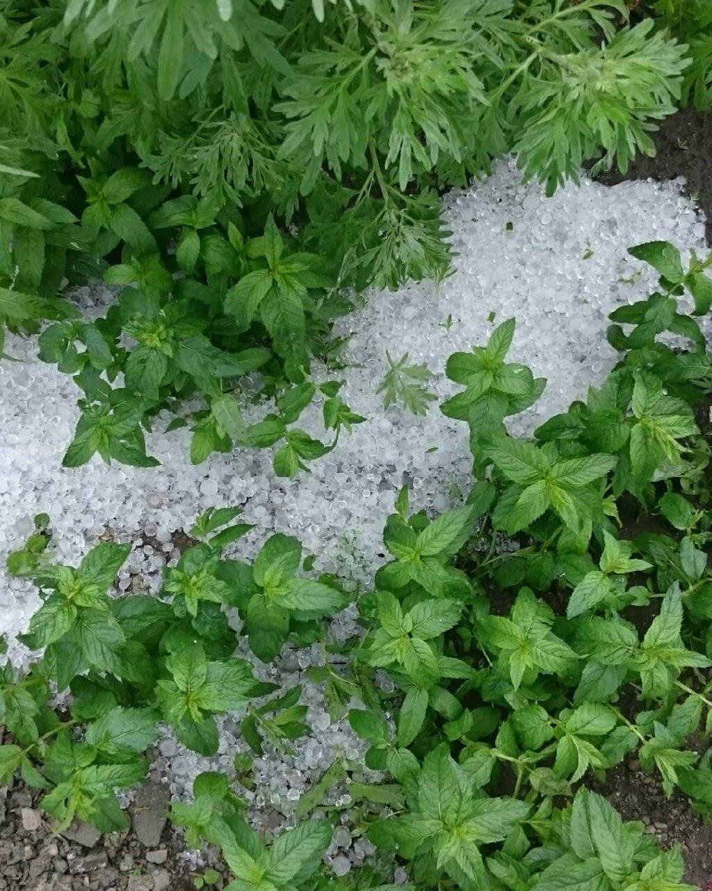 Только уродила клубника... Только уродила клубника...