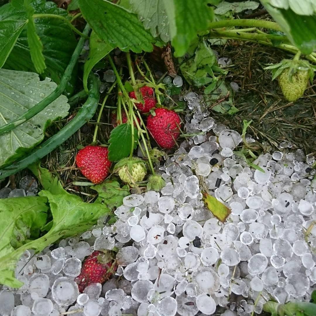 Весна, ты помнишь, что ты весна? Весна, ты помнишь, что ты весна?