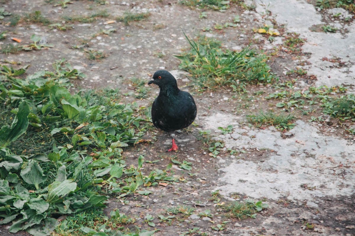 Чем не лицо