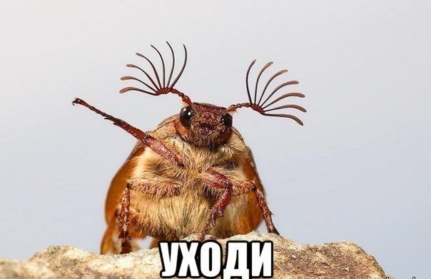 Окей, Информатор: развенчиваем мифы об укусах клещей, пауков, змей и пчел 5