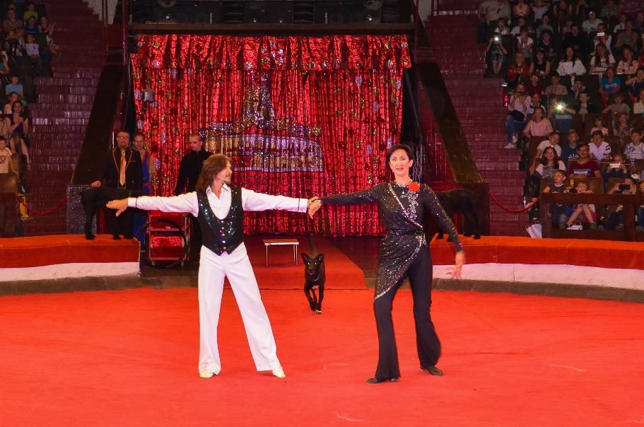 ... собачки и кошечки. ... собачки и кошечки.