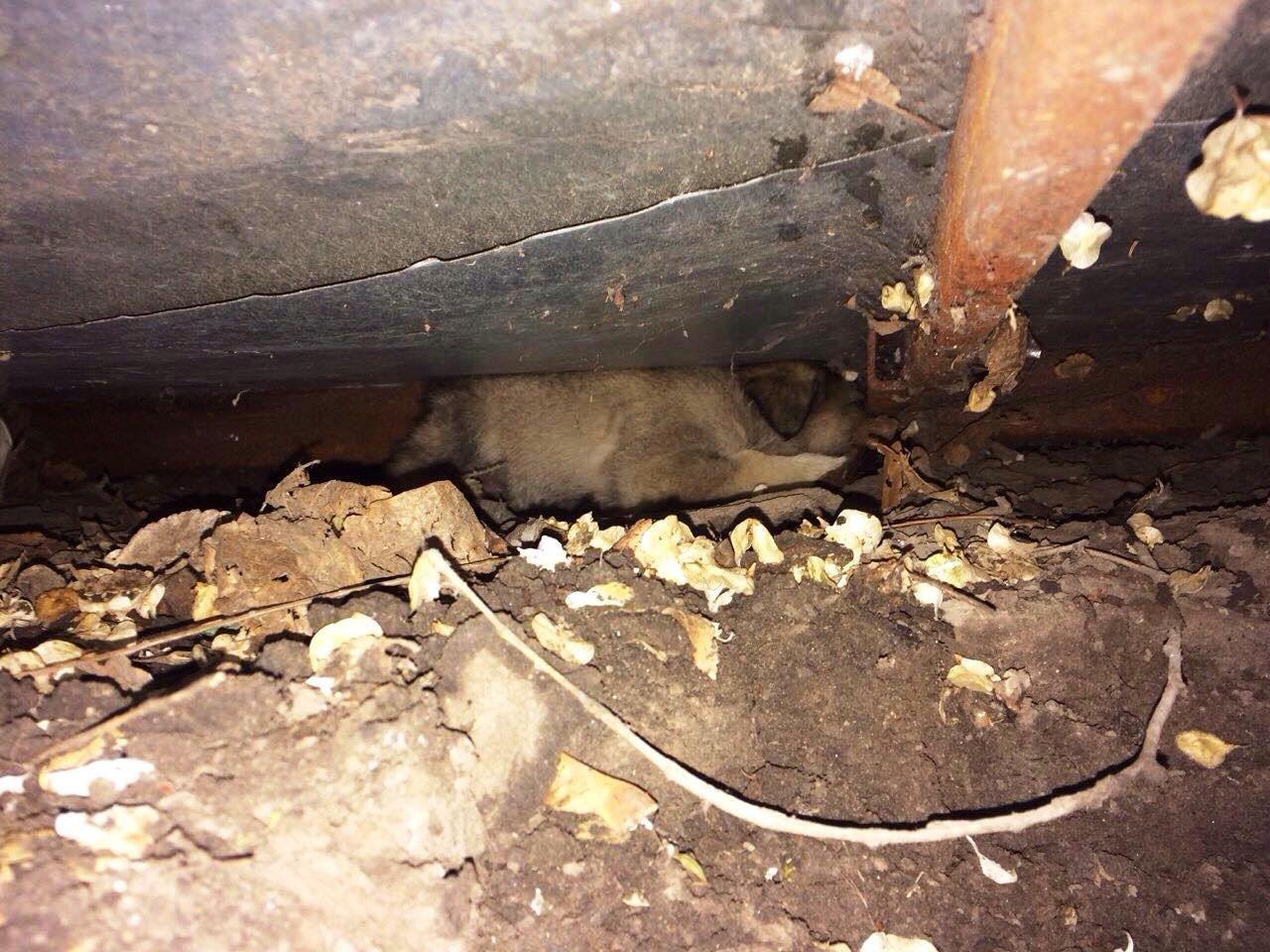 Щеночек угодил в яму и не мог выбраться Щеночек угодил в яму и не мог выбраться