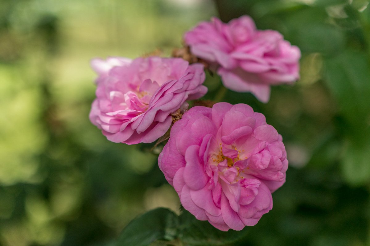 Снова в мире покой, чистота и надежда…