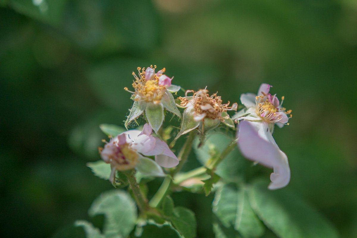 Снова песни запели беспечные птицы,