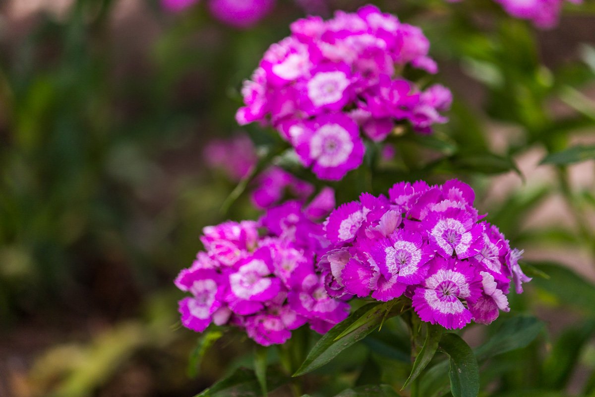 И цветы распустились, прекрасны, как прежде…