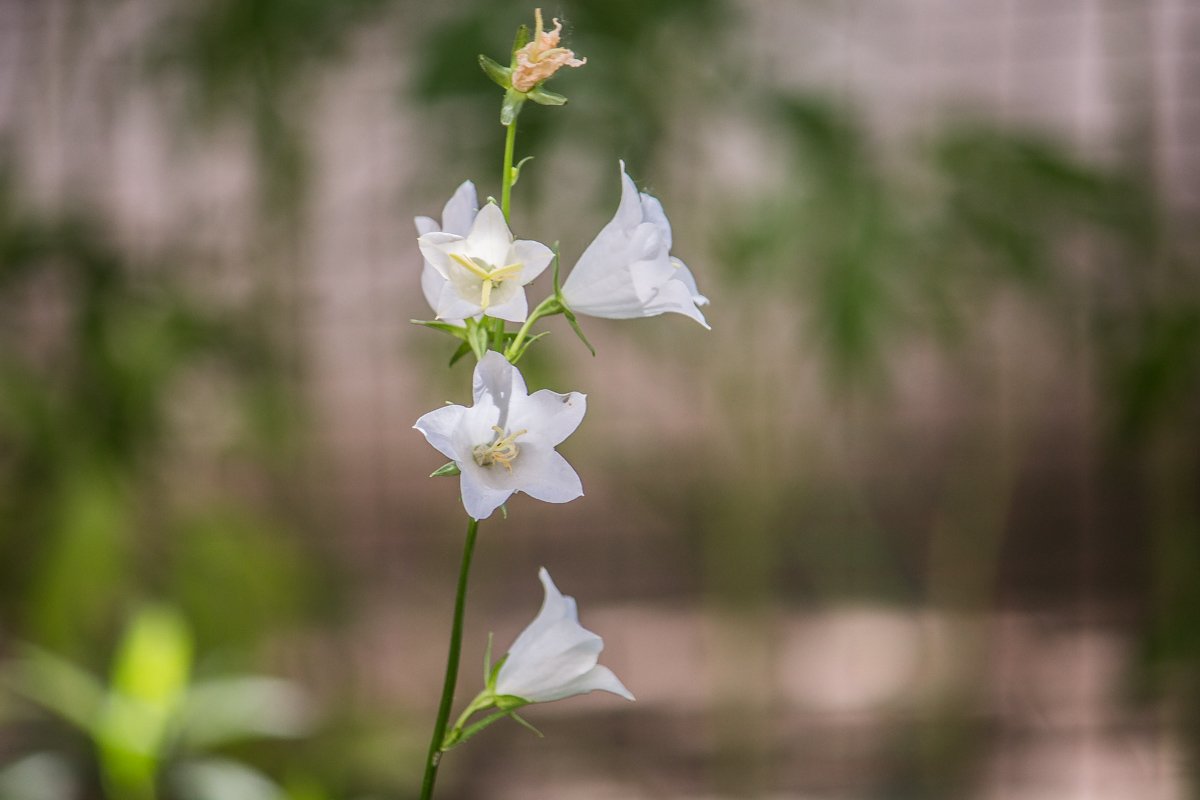Сколько чувств в каждой капле на их лепестках!