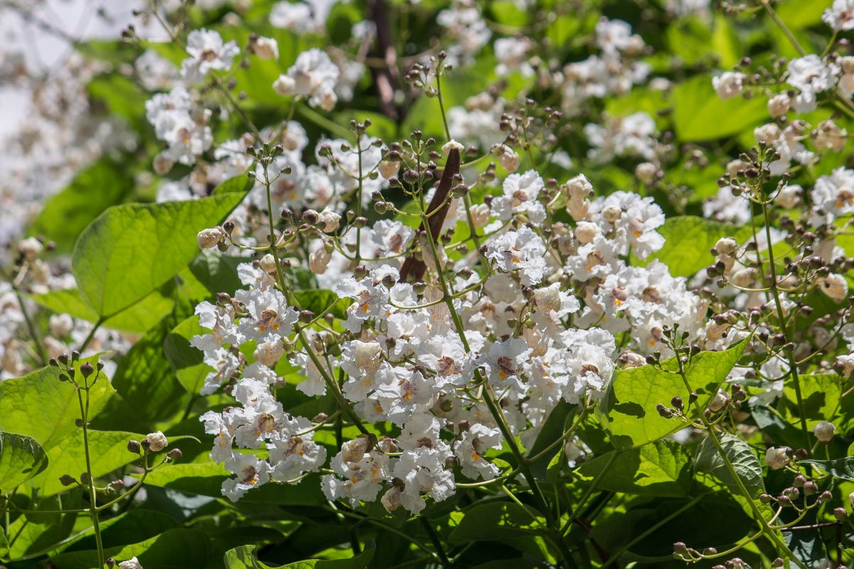 Сколько страсти в изгибах и черт сочетаньях!