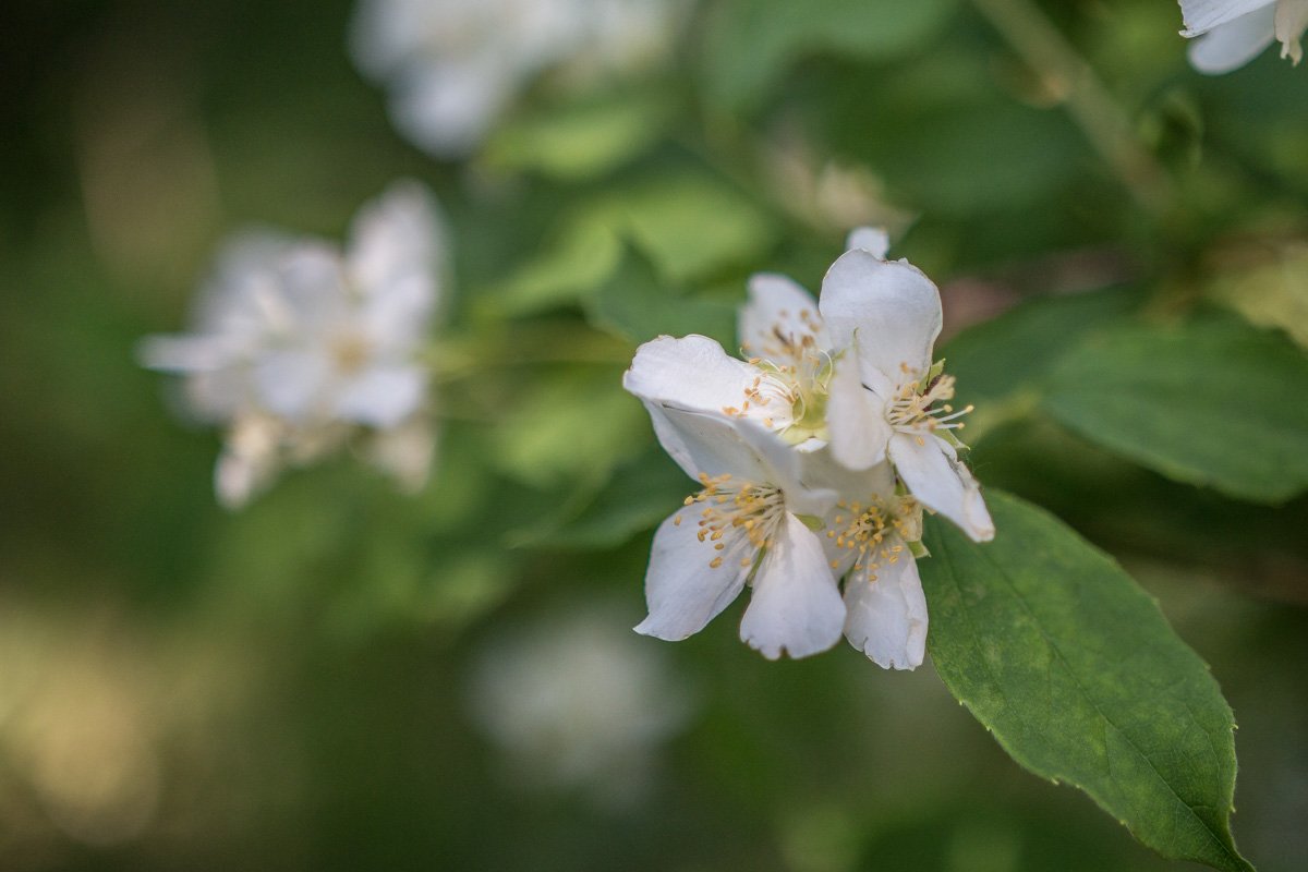 Сколько грёз в их прекрасных и чистых мечтах!