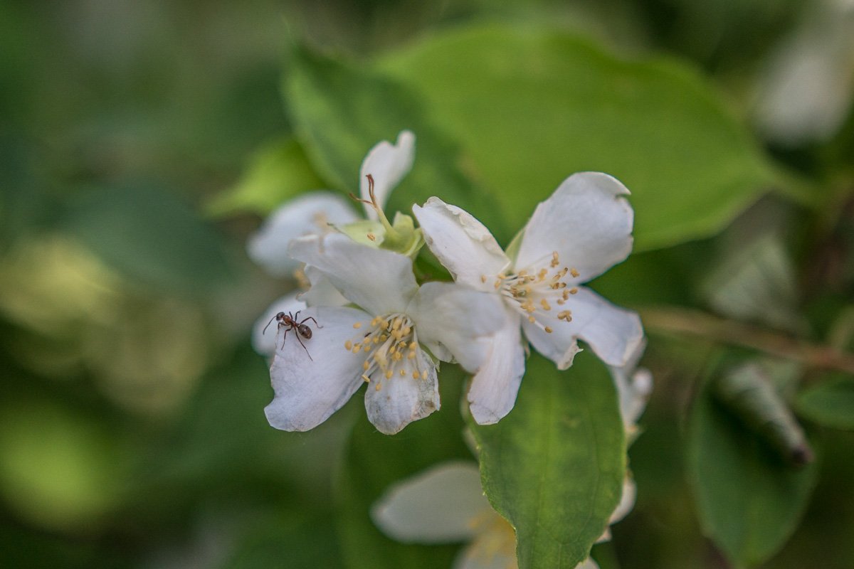 Сколько трепета в лёгких касаньях…
