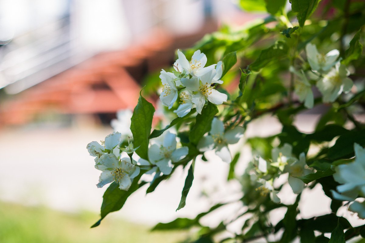 Как прекрасны цветы! Как похожи на нас они, люди…