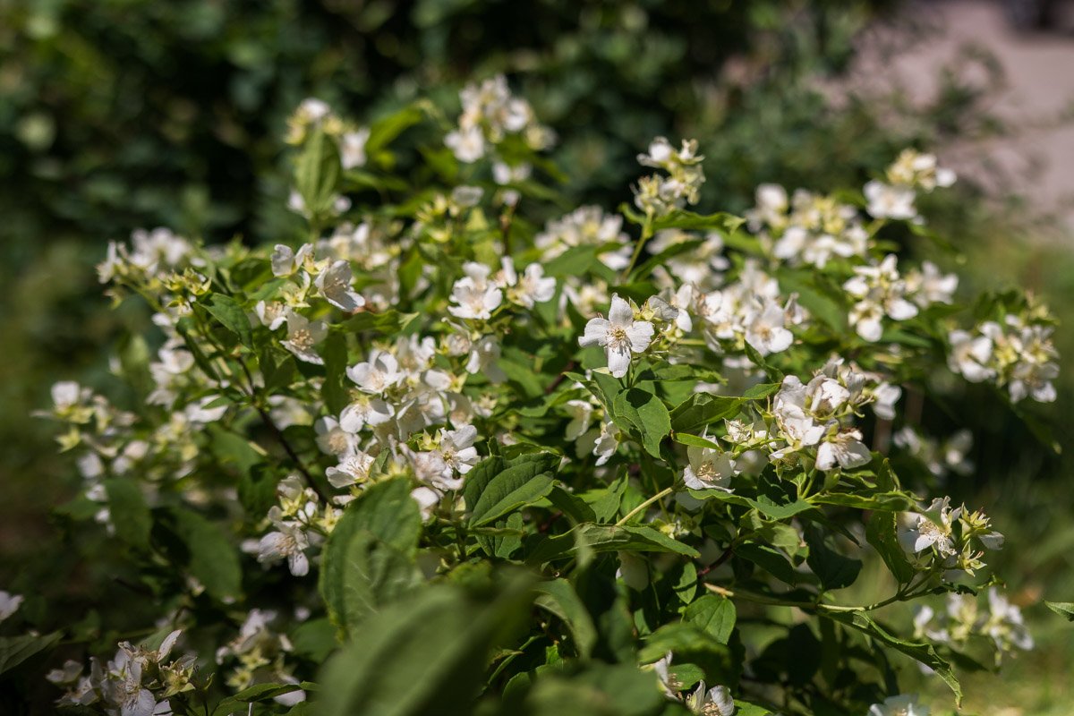 Душ прекрасных порыв в красоту облекают не зря: