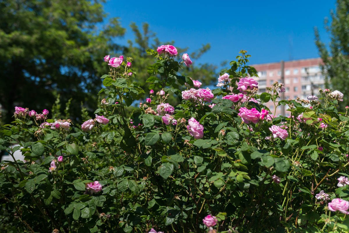 И душой не замёрзнет в седой пелене декабря…